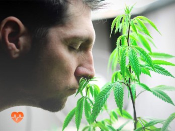 Детоксикация от марихуаны в Кировске